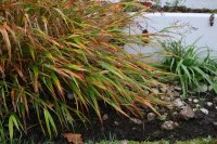 Deze planten geven je tuin een gouden gloed deze herfst