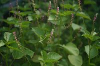 Japanse duizendknoop is de tuinplant die niemand wil