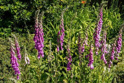 De rommelige cottagetuin wint het van de strakke tuin