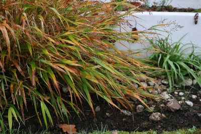 Deze planten geven je tuin een gouden gloed deze herfst
