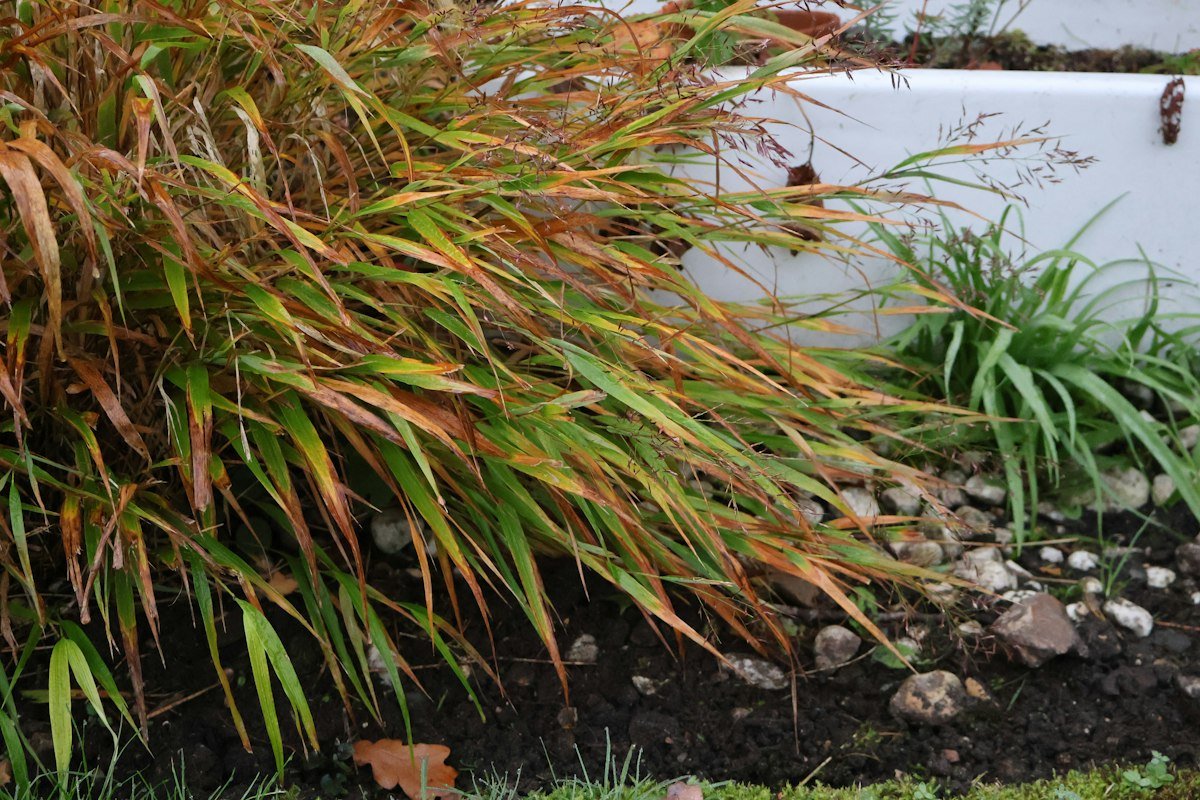 Deze planten geven je tuin een gouden gloed deze herfst